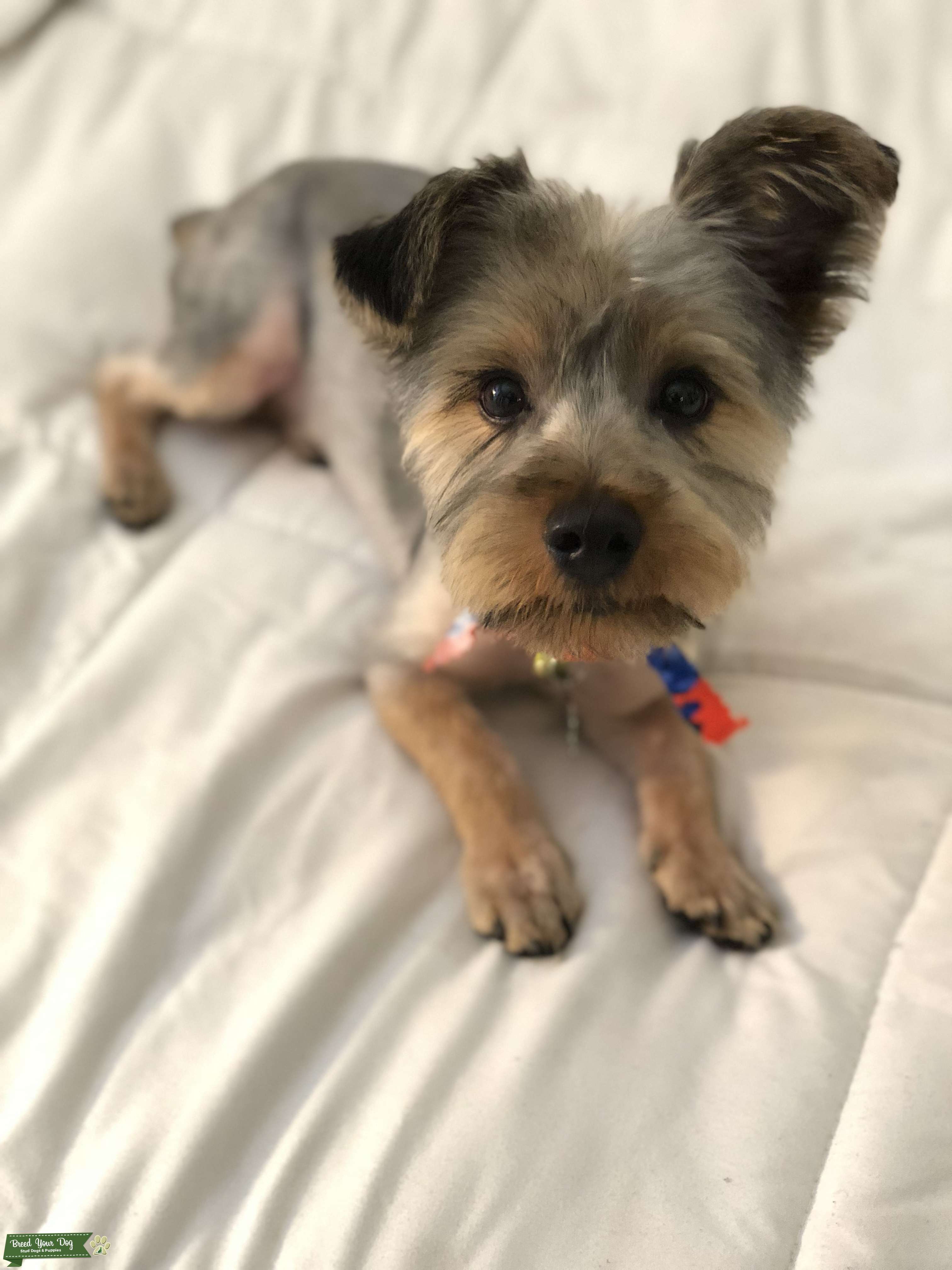 Ready to procreate! Stud Dog in Newport news, United States Breed