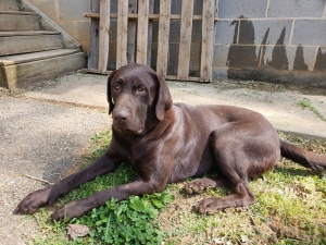 akc chocolate labrador Listing Image