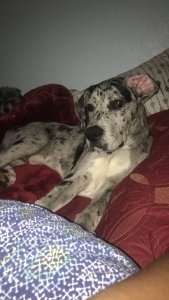 I have a Stud Listing Image
