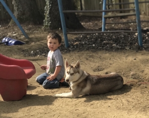 ACA Beautiful Red and White Husky  Listing Image