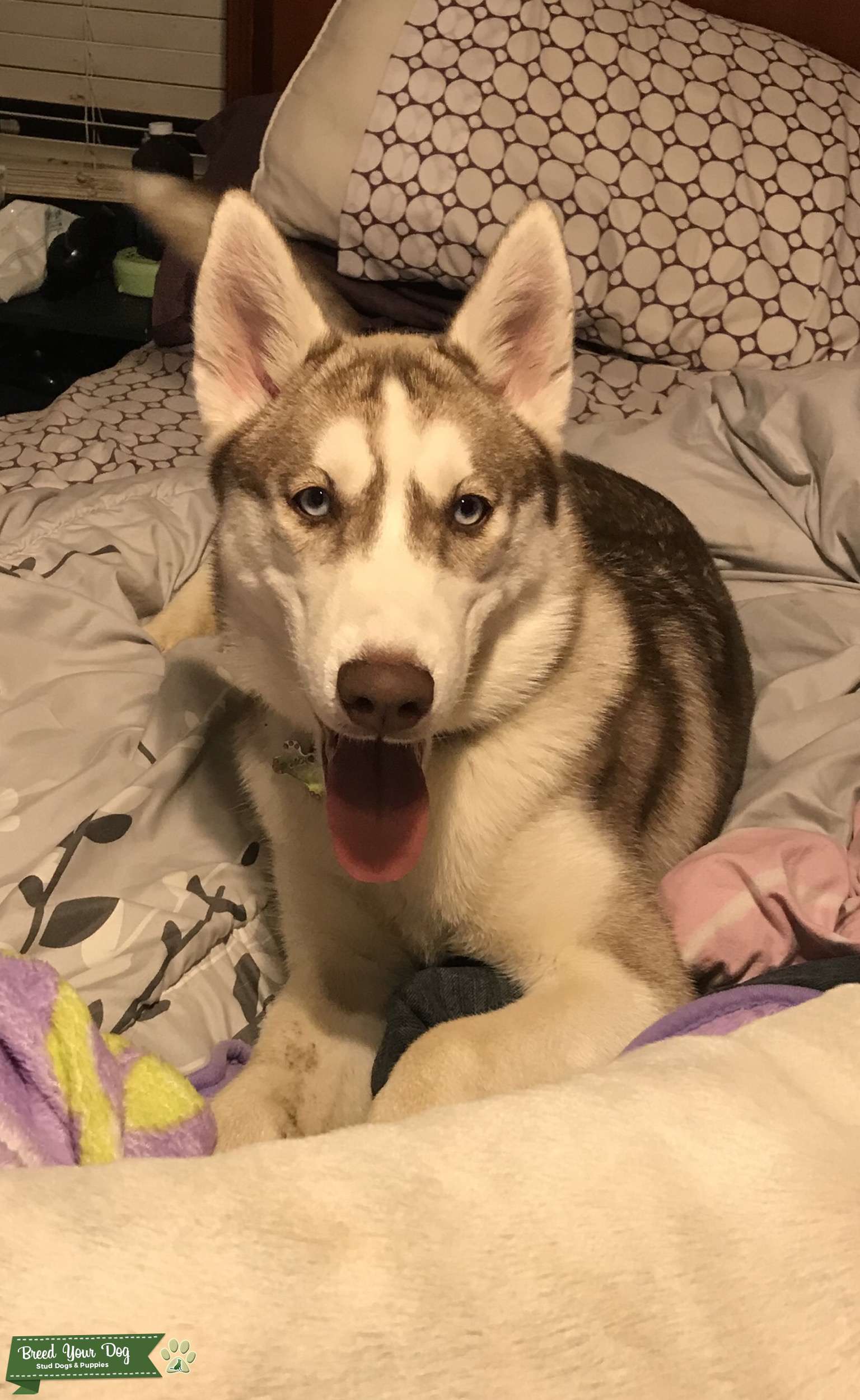 ACA Beautiful Red and White Husky Stud Dog in United States, the