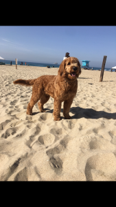 F1 Golden Doodle Listing Image