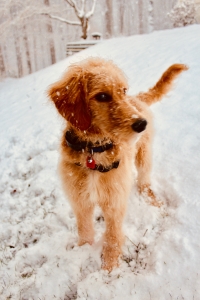 Red Goldendoodle Listing Image