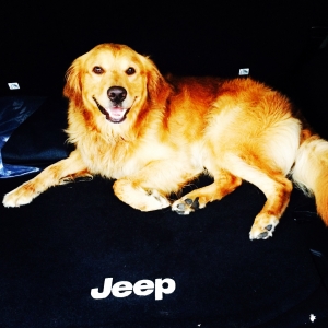 Male Golden Retriever For Breeding Listing Image