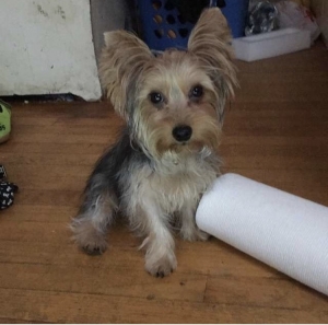 Looking to breed 11 month old yorkie  Listing Image