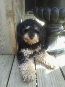 what is a phantom toy poodle