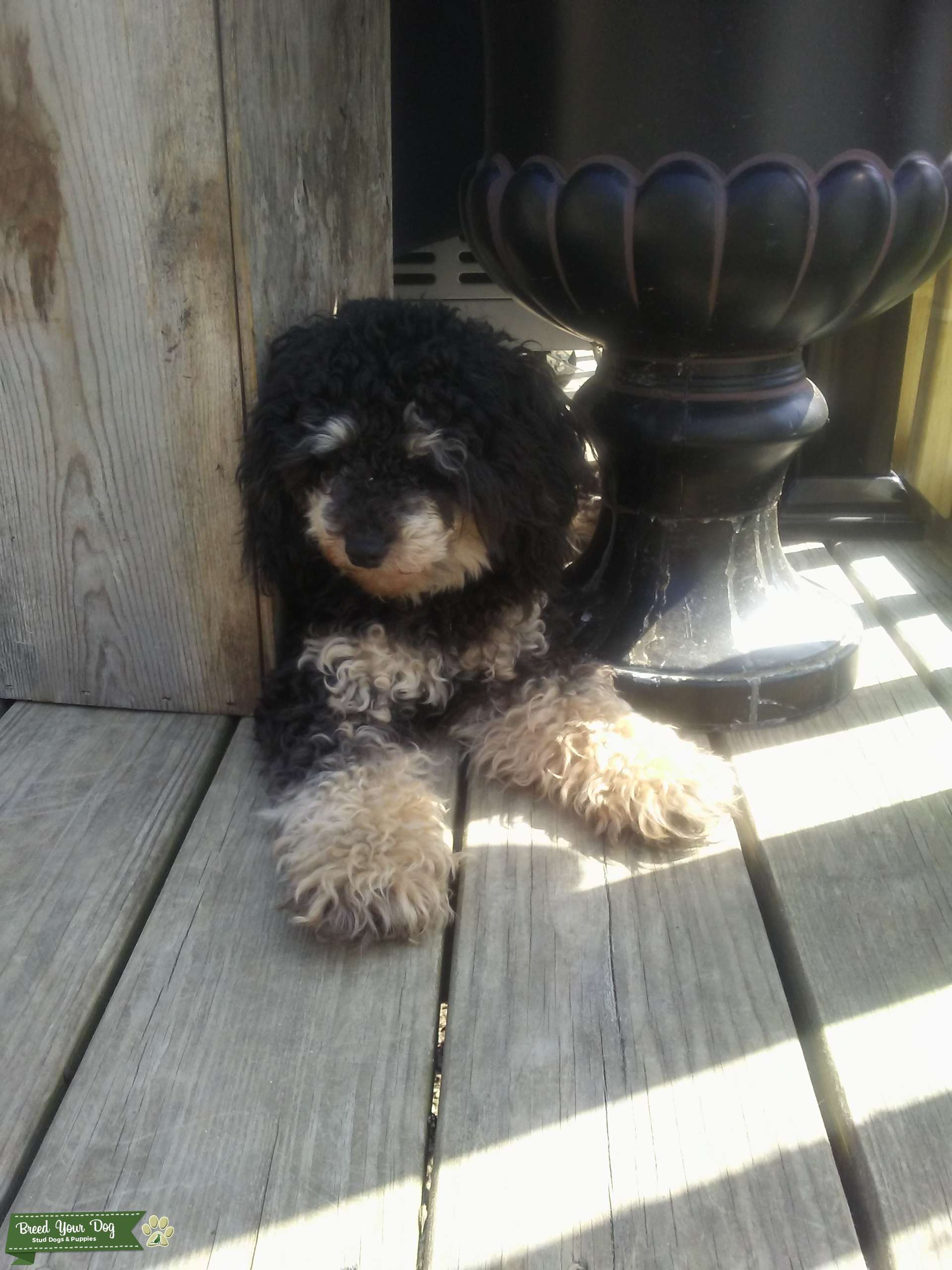 Toy Poodle Stud (phantom) Stud Dog New York Breed Your Dog