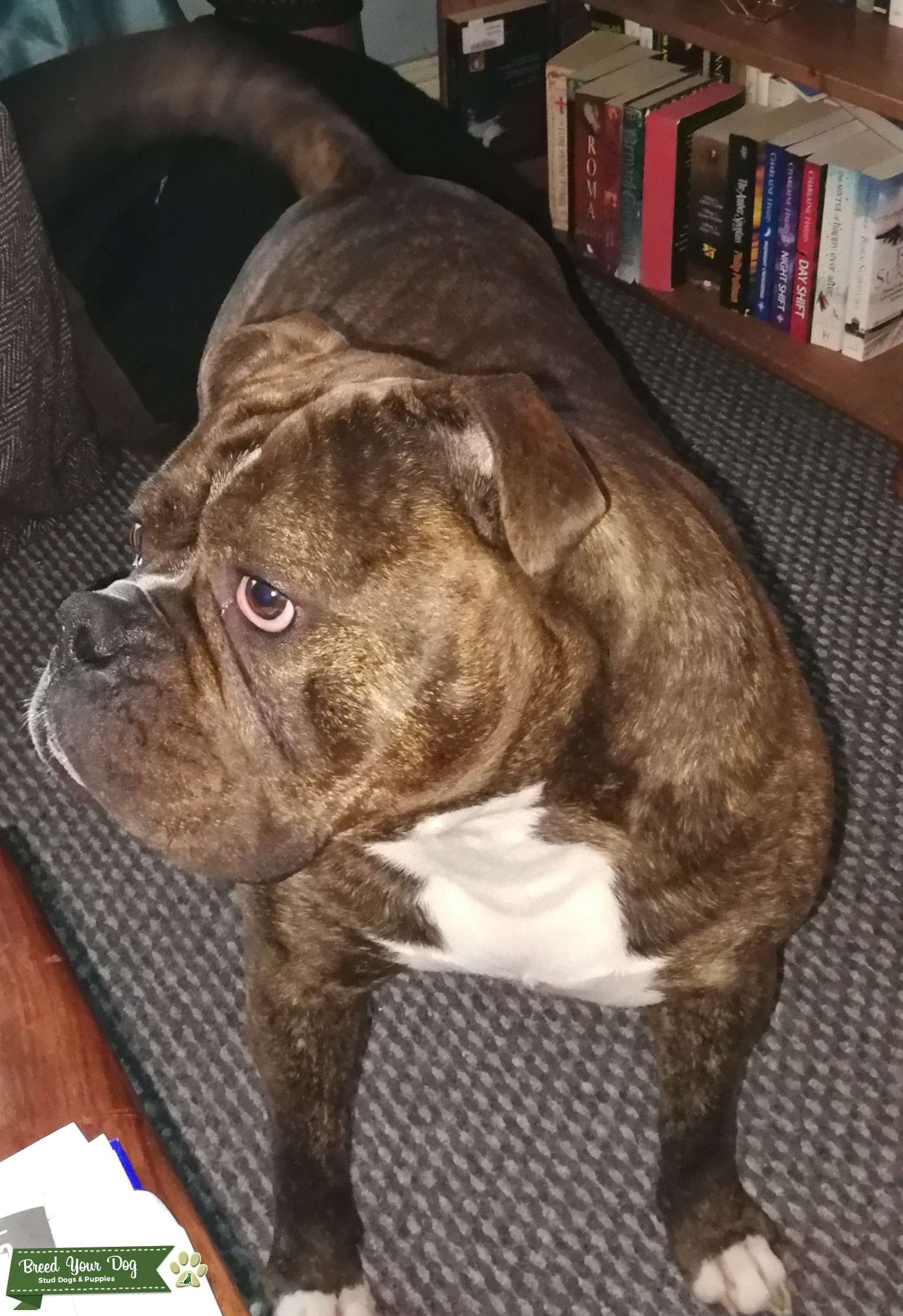 Stud Dog Old Tyme Dorset Bulldog, Buster new to stud