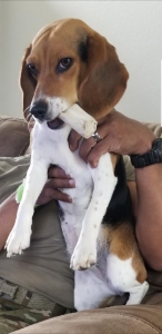Hi i'm Sophie a pure breed beagle Listing Image