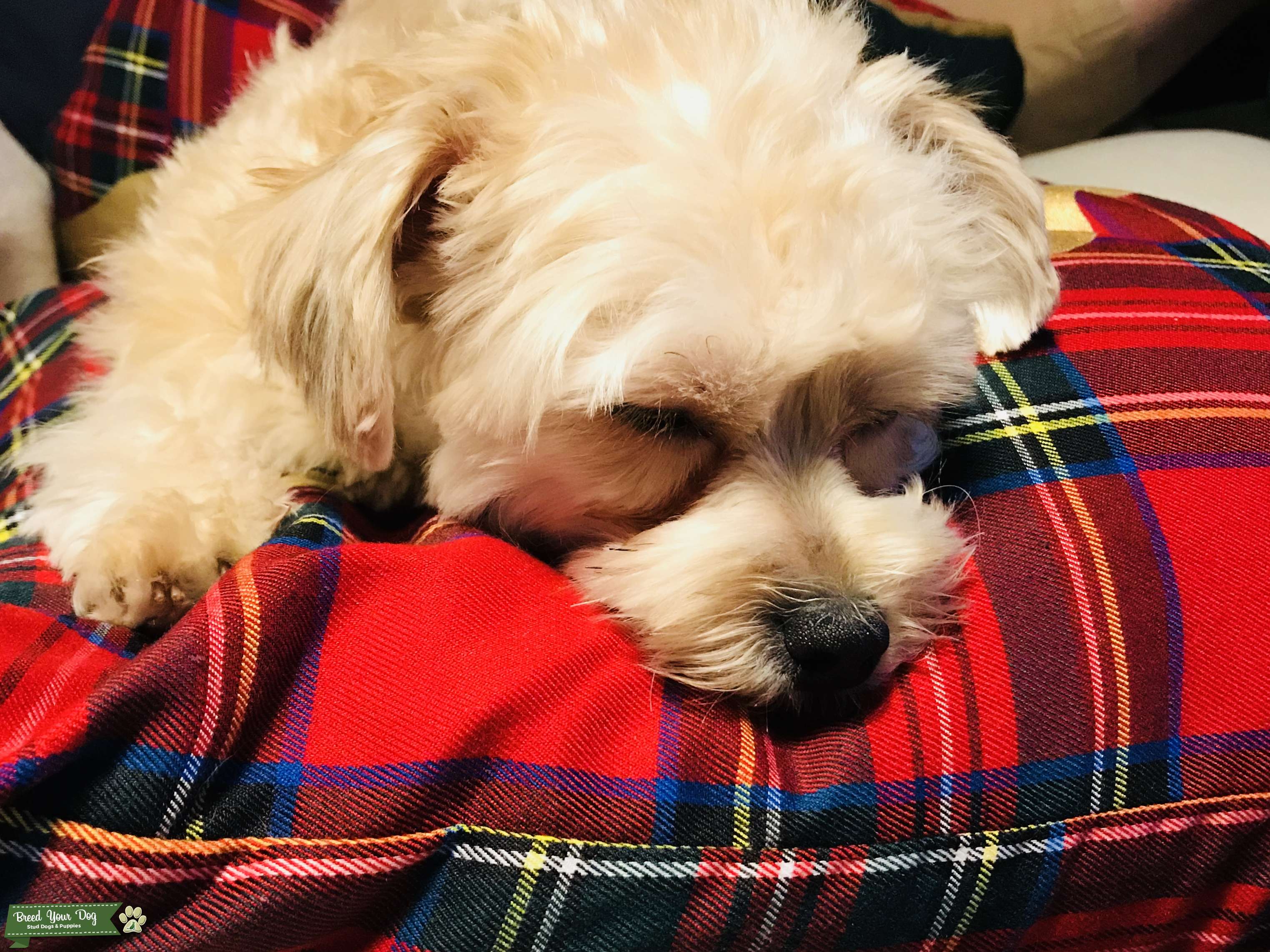 Stud Dog Stud service requested Breed Your Dog