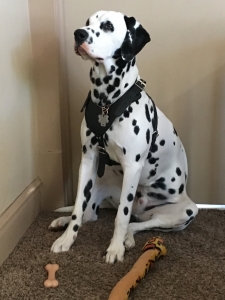 Stud Dog Dalmation Listing Image