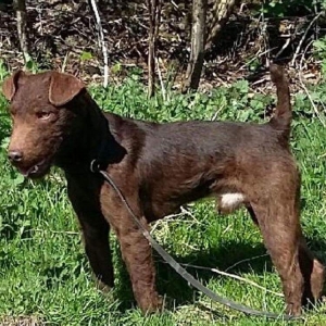 Outstanding Chocolate Patterdale Terrier Listing Image