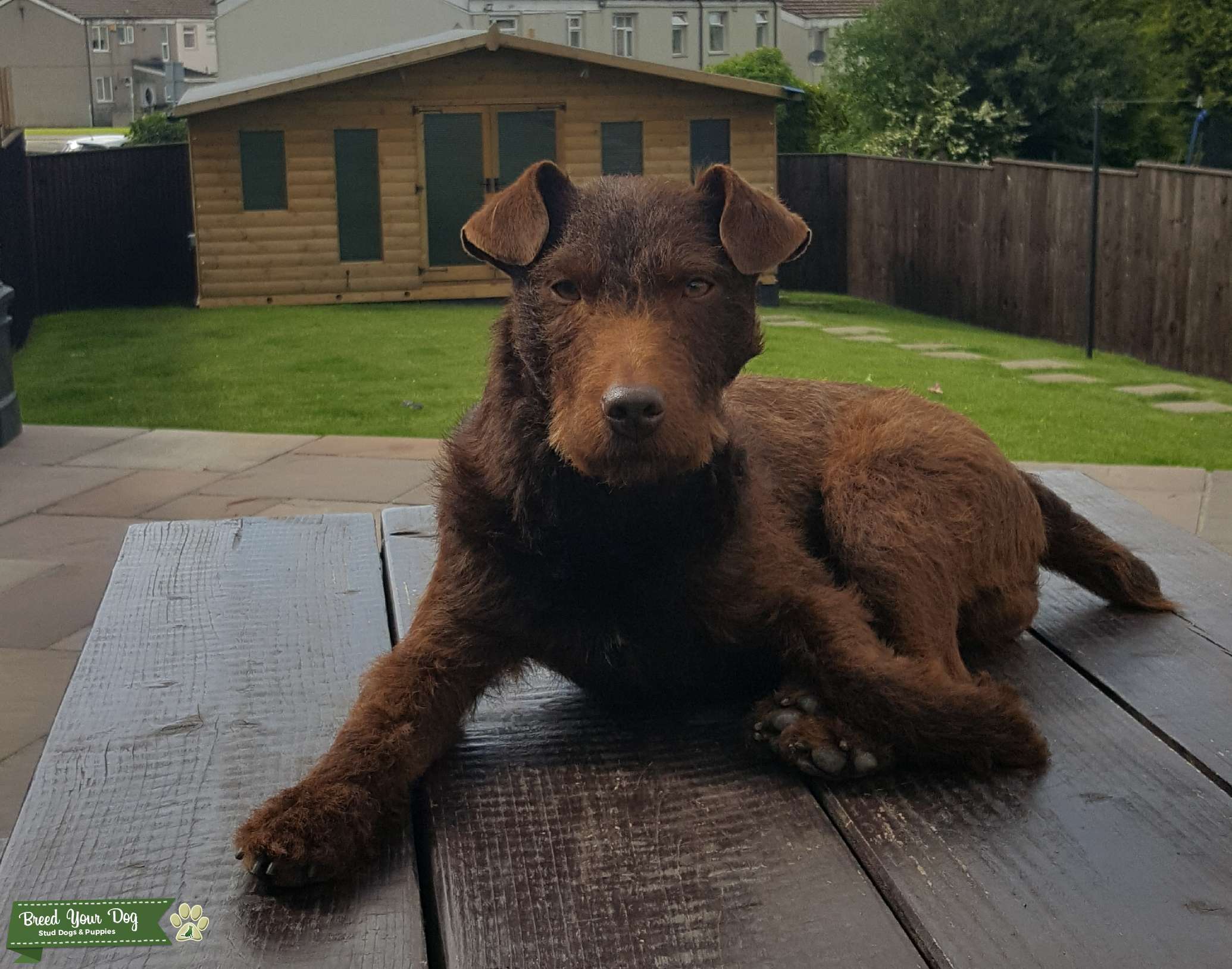 chocolate patterdale puppy