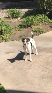 Stud Jack Russell Terrier Listing Image