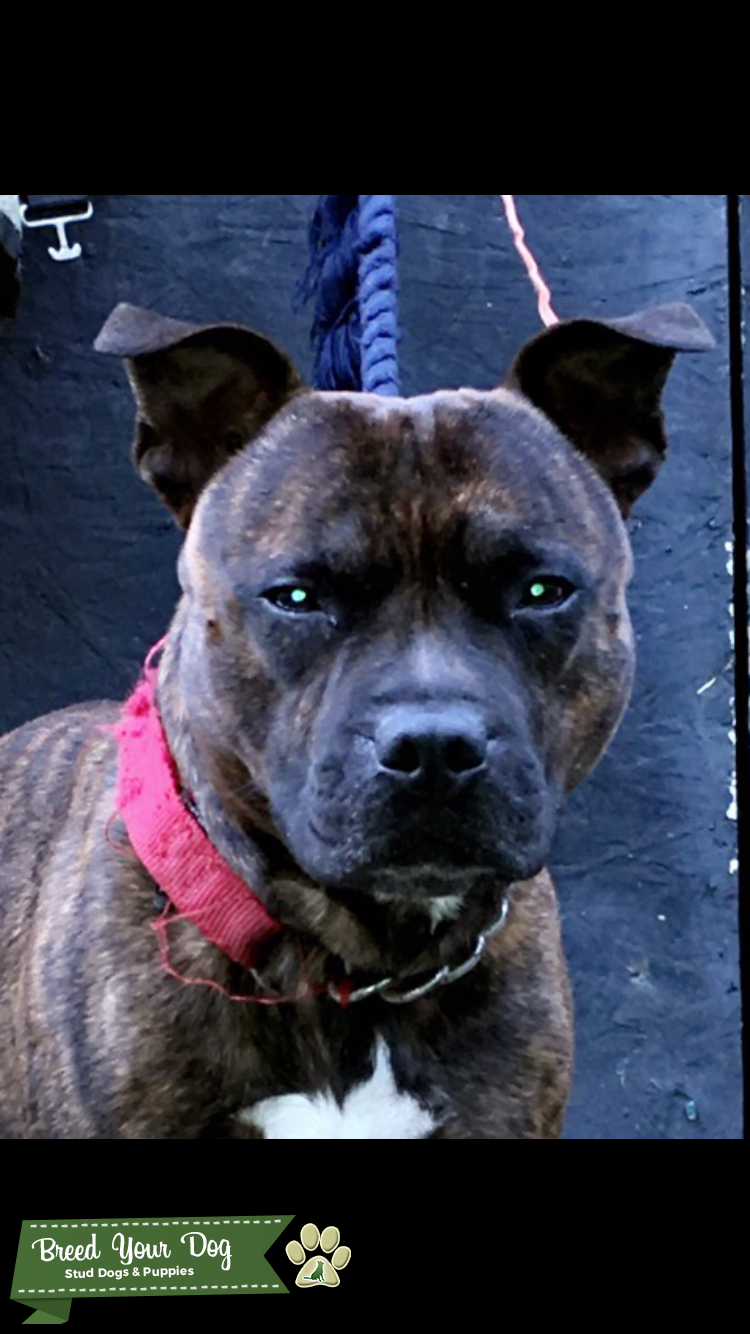 Brindle stud carrying lilac gene Stud Dog in Kent , the United States
