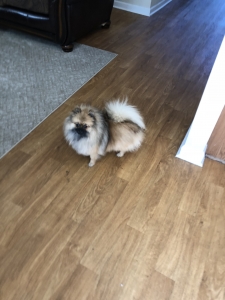 Female Pomeranian bitch for studding  Listing Image