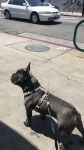 FRENCHIE READY FOR STUD Listing Image