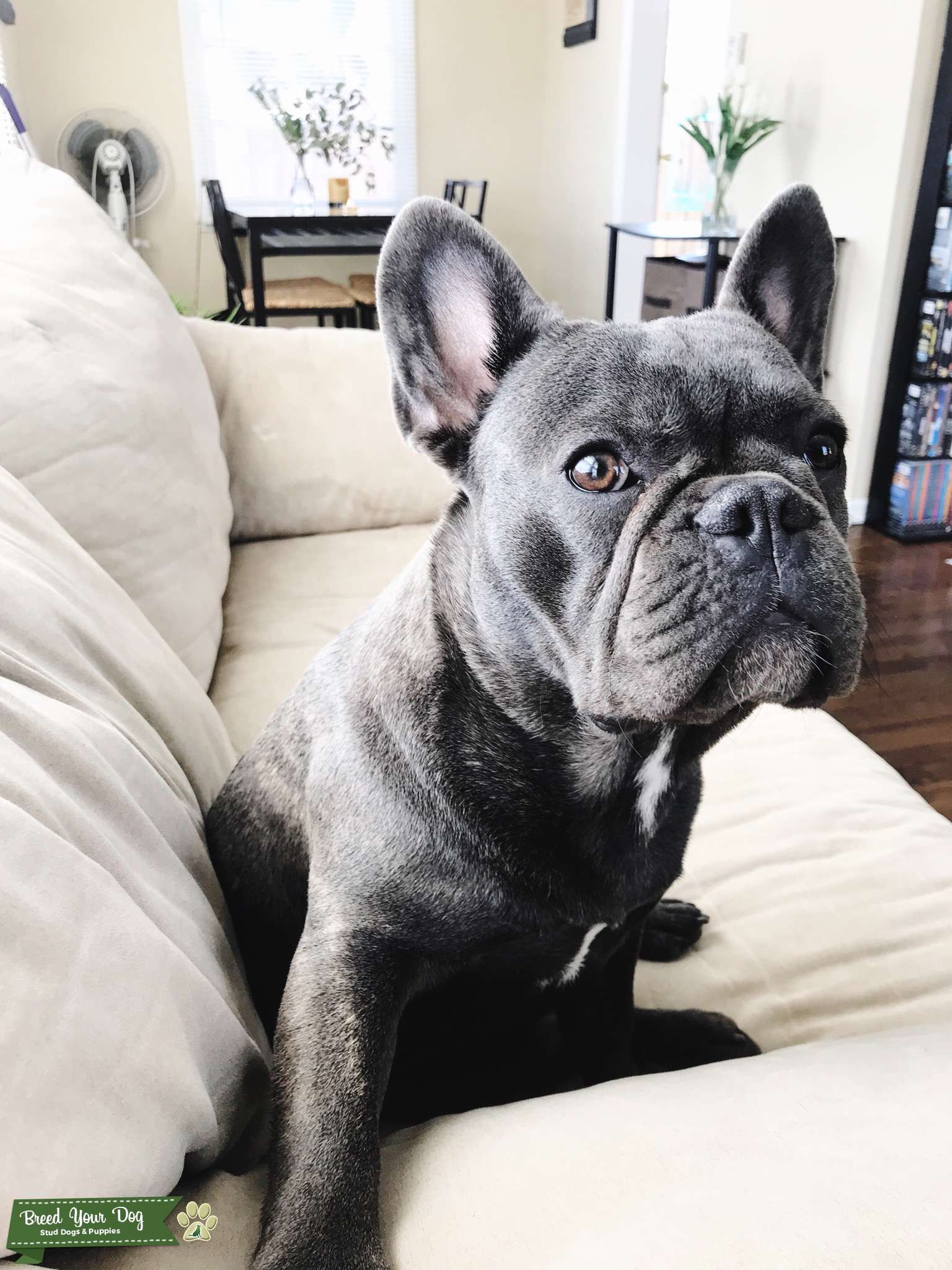 FRENCHIE READY FOR STUD Stud Dog in Los Angeles County, the United