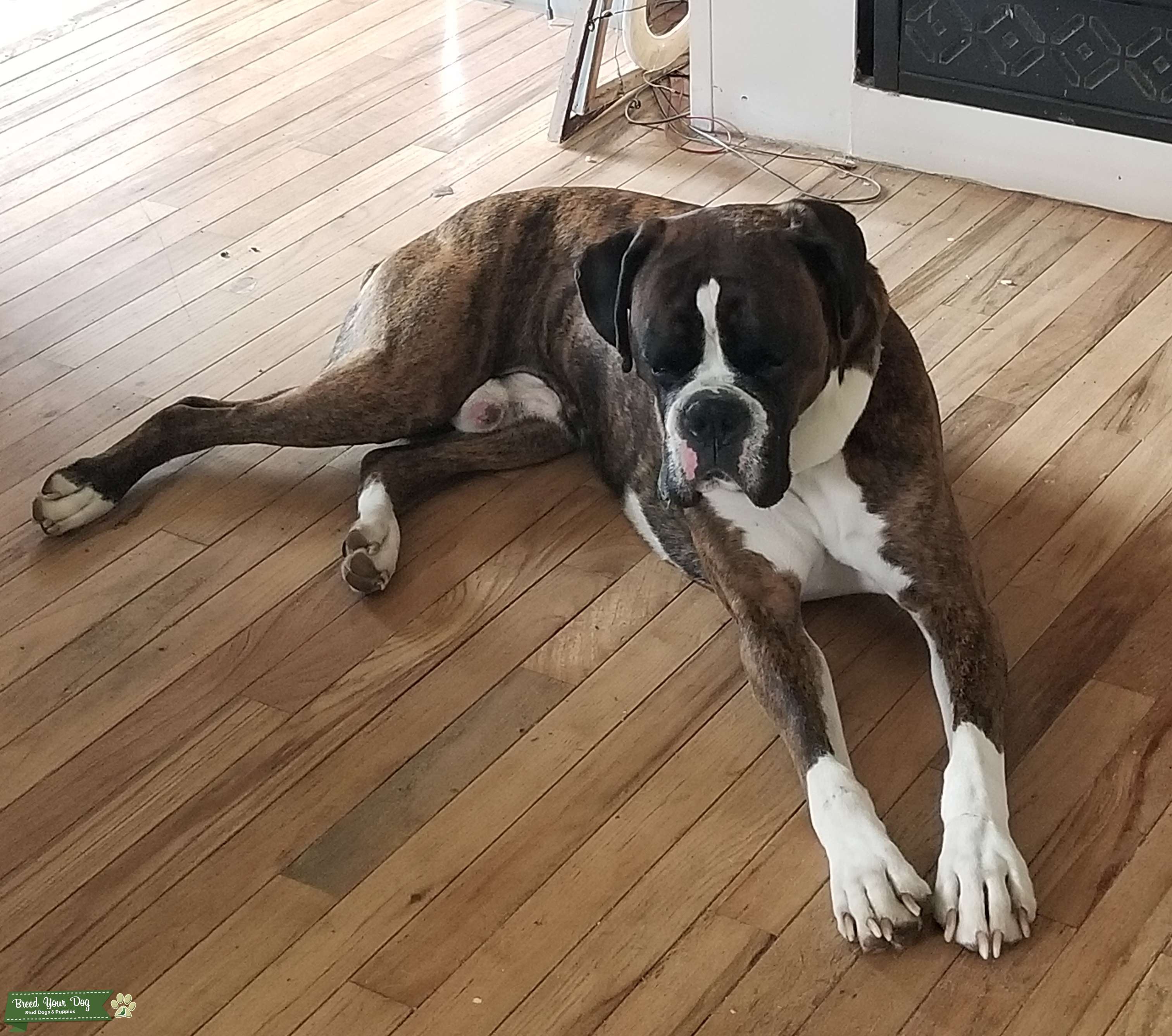 Stud Boxer Stud Dog in New York, the United States Breed Your Dog