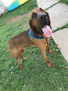 Full Blooded AKC registered red Bloodhound for stud Listing Image