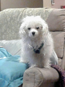 Stud for a puppy Listing Image