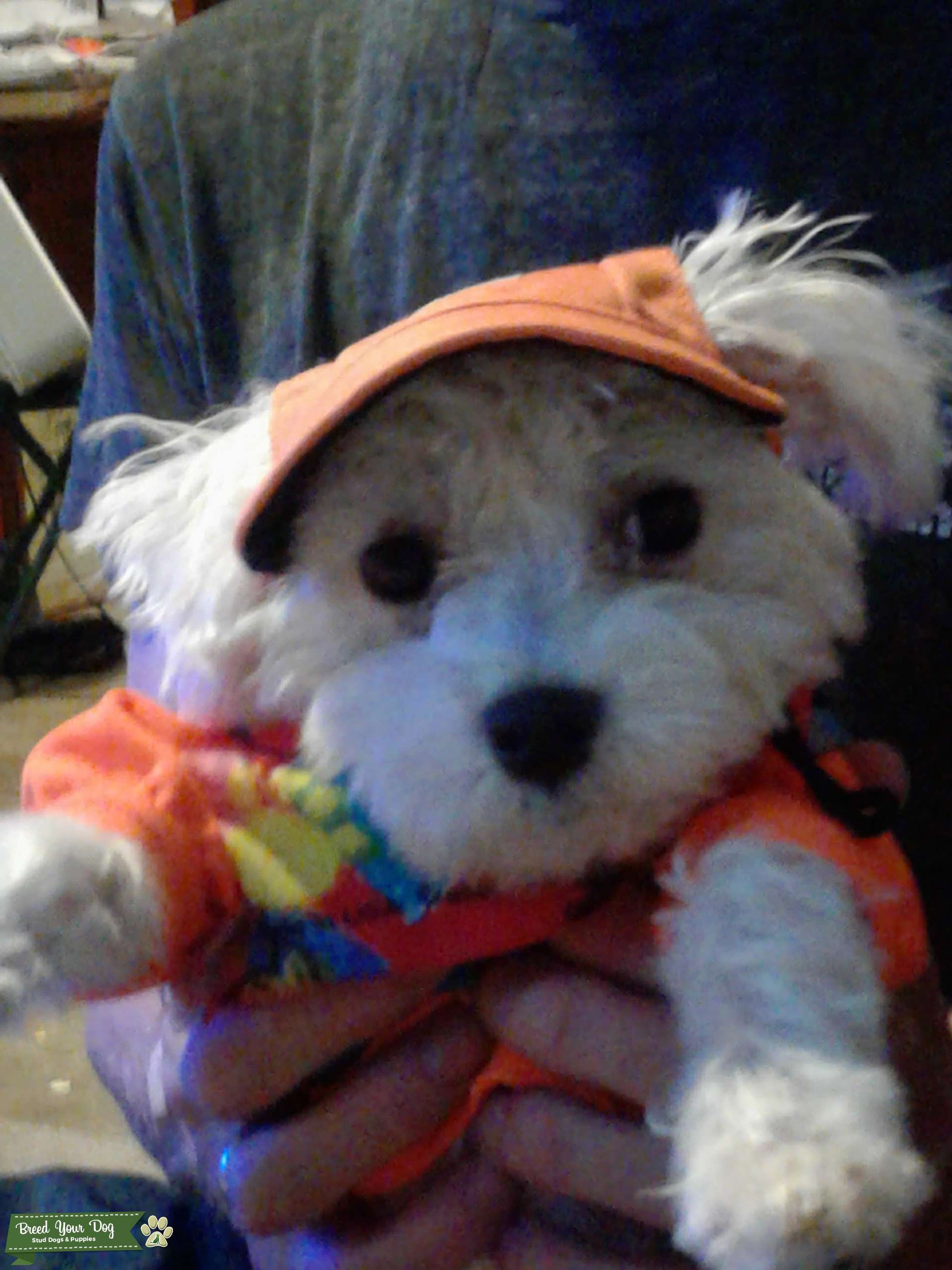 Stud for a puppy Stud Dog Connecticut Breed Your Dog