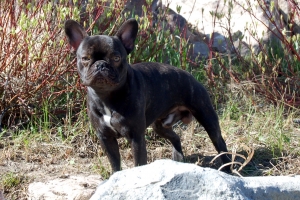Chocolate Brindle Listing Image