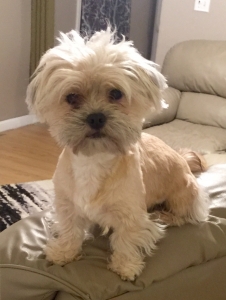 Shih Tzu / Chihuahua  Listing Image
