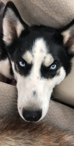 Free Husky Stud Listing Image