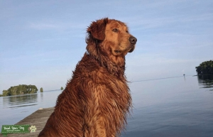 Stud Golden Retriever Listing Image