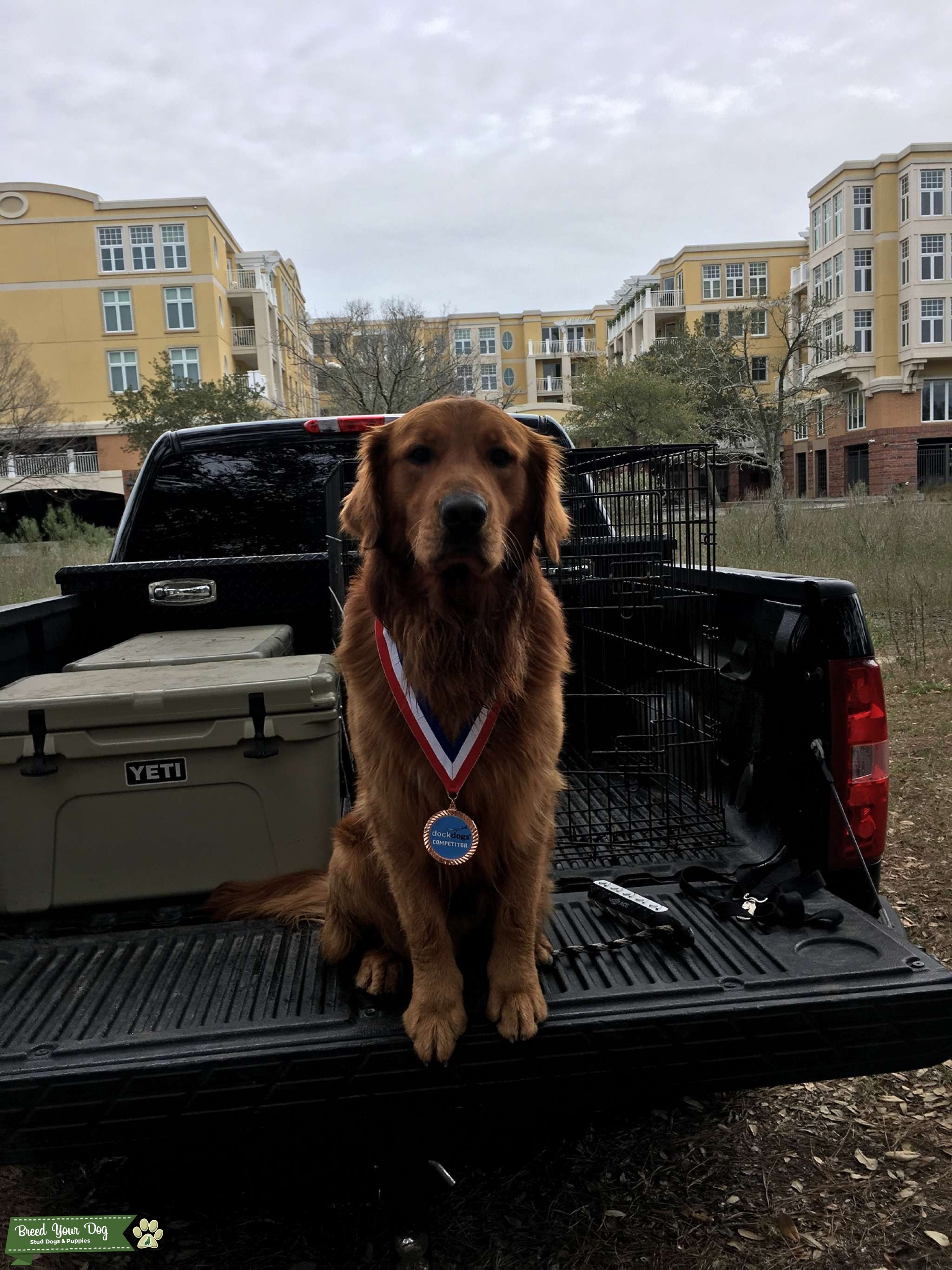 Stud Golden Retriever Stud Dog in Berkeley County, the United States