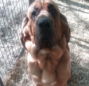Bloodhound Stud Listing Image
