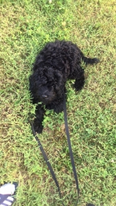 Cockapoo in Philadelphia   Listing Image