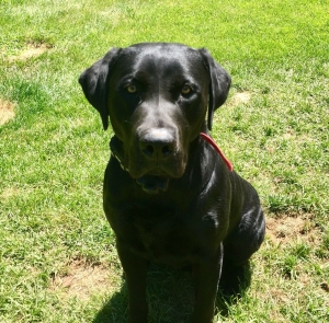 Black Labrador Stud Listing Image
