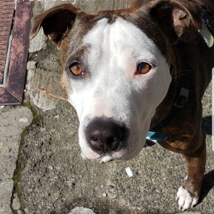 Looking for Boston, French or Pocket Pit Stud. Listing Image