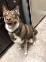 husky with blue and green eyes