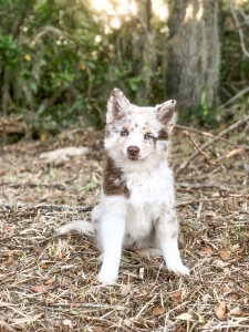 Red Merle Pomsky Listing Image