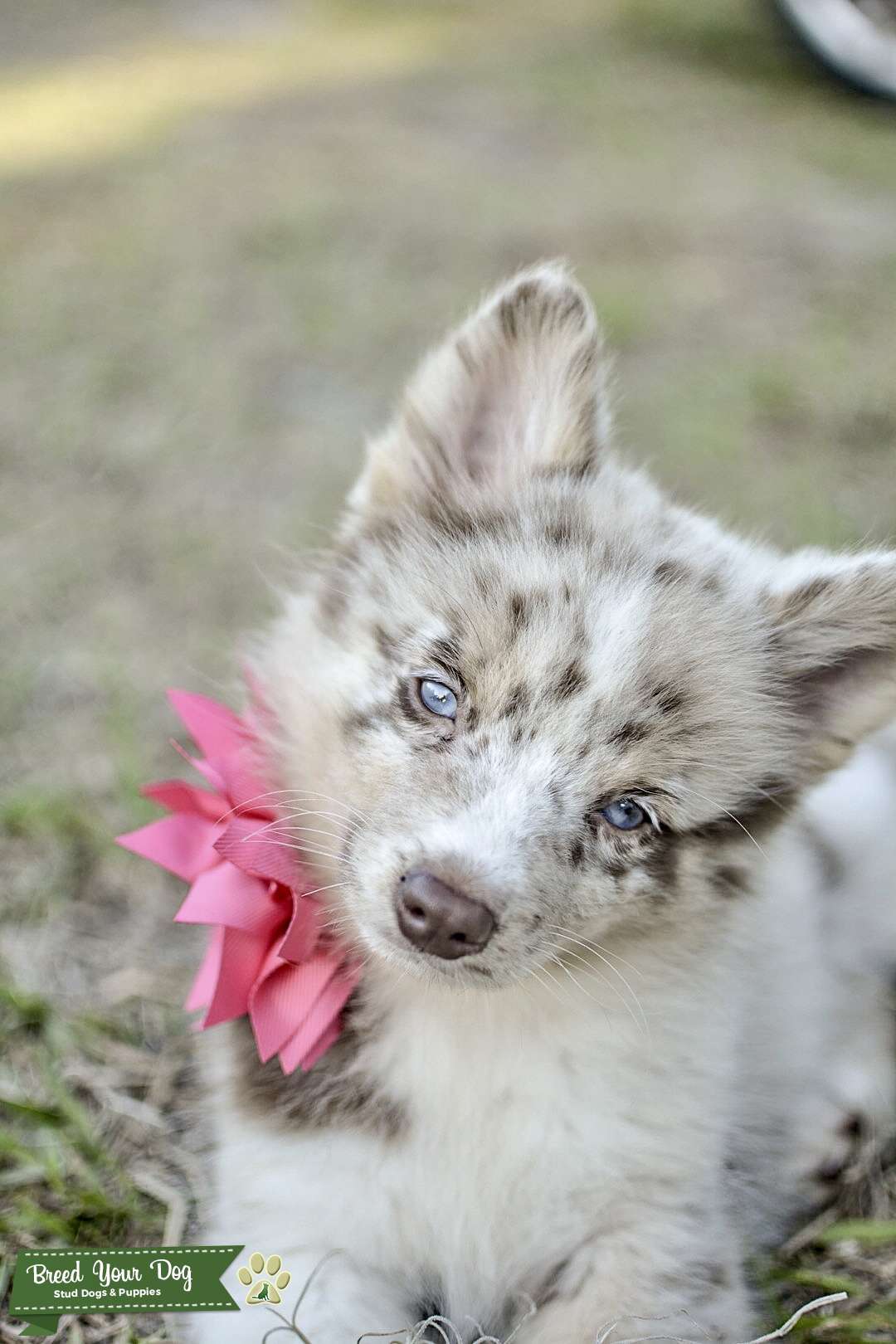 Red Merle Pomsky Stud Dog in Florida, the United States Breed Your Dog