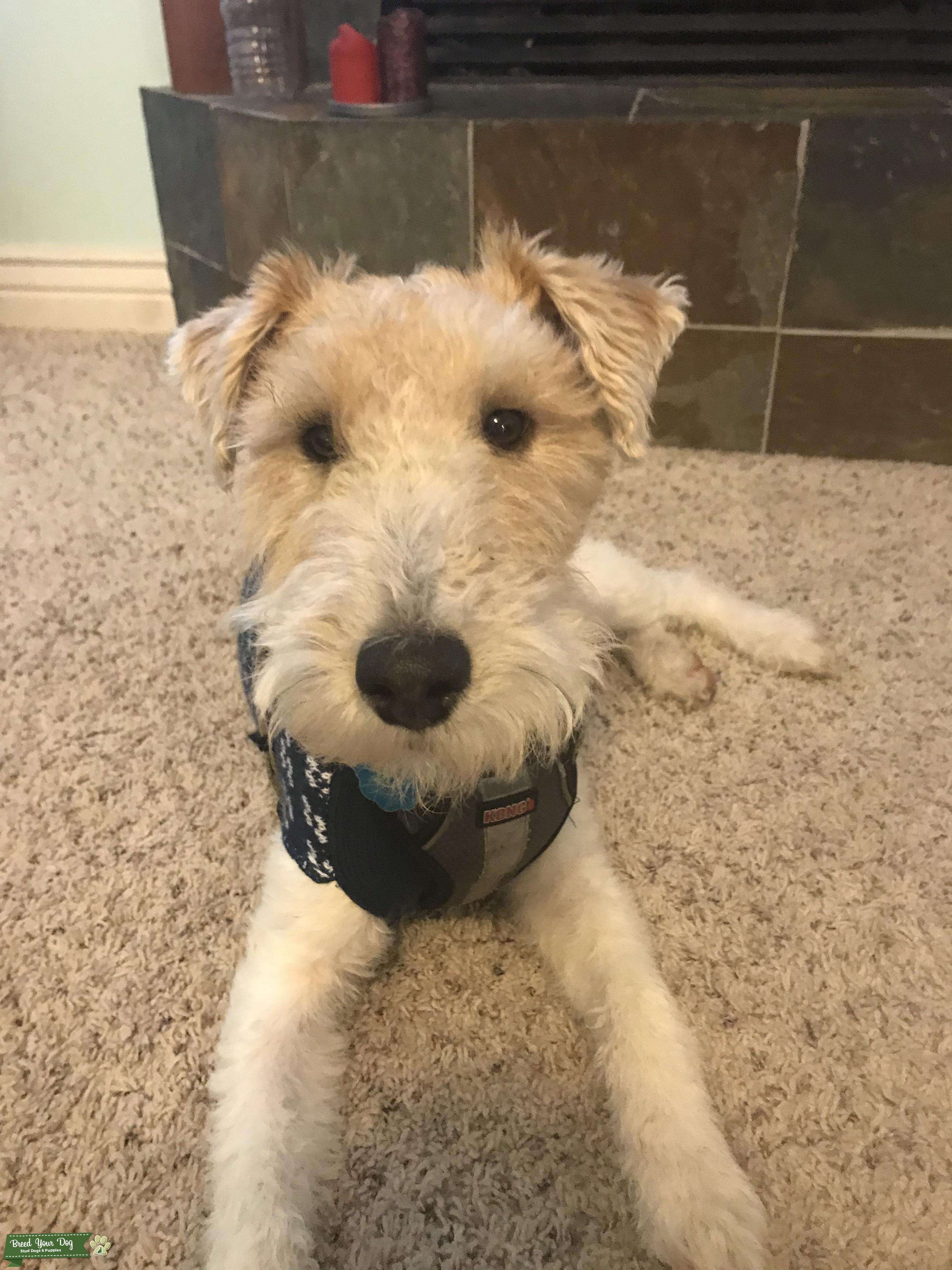 akc wire fox terrier