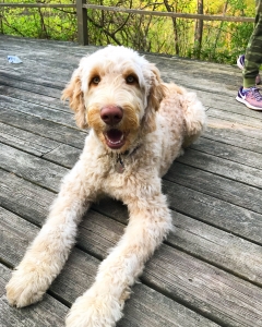 Green eyed goldendoodle stud Listing Image