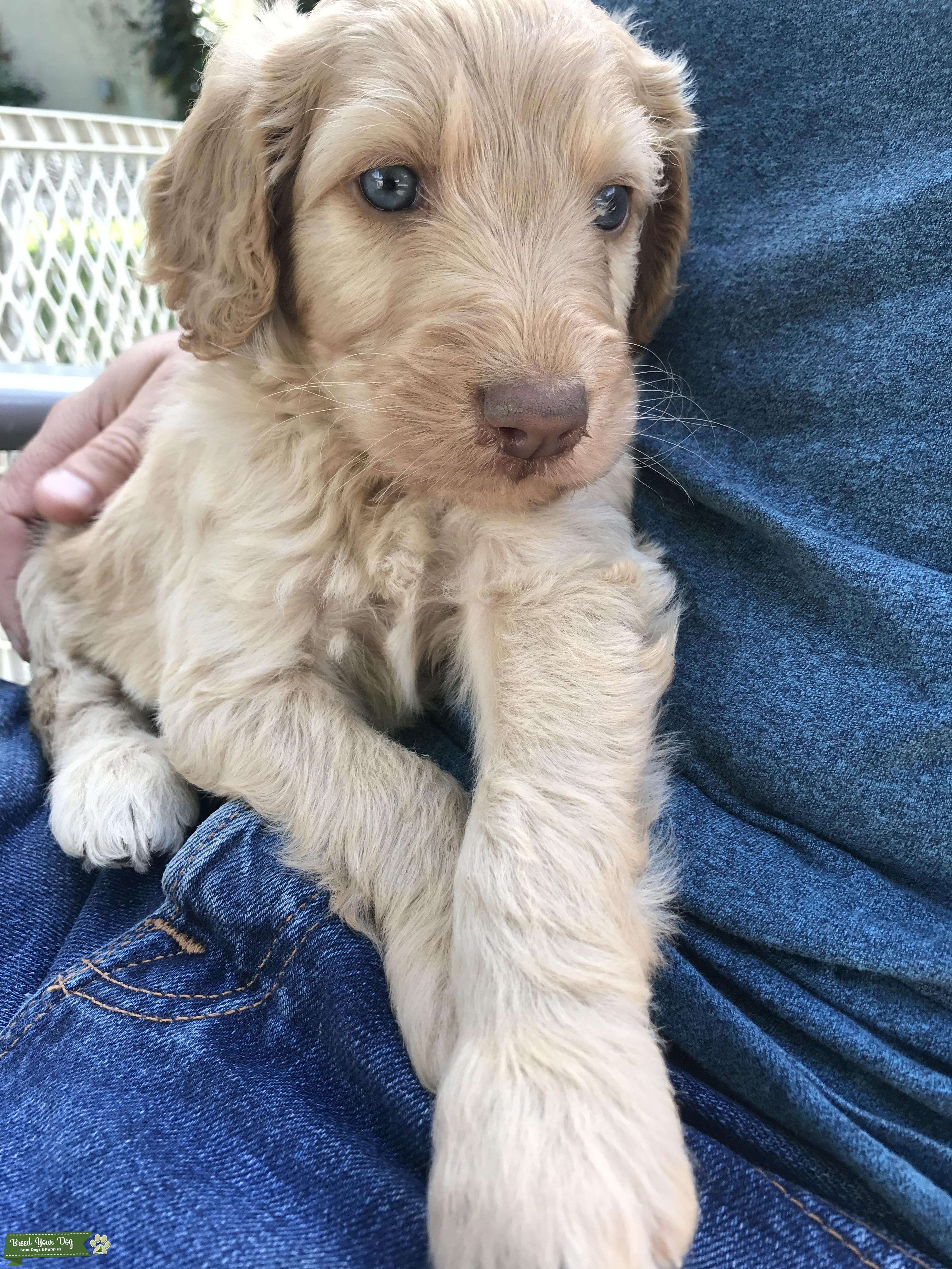 blue eyed goldendoodle