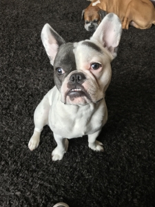 Blue Piebald French Bulldog Listing Image