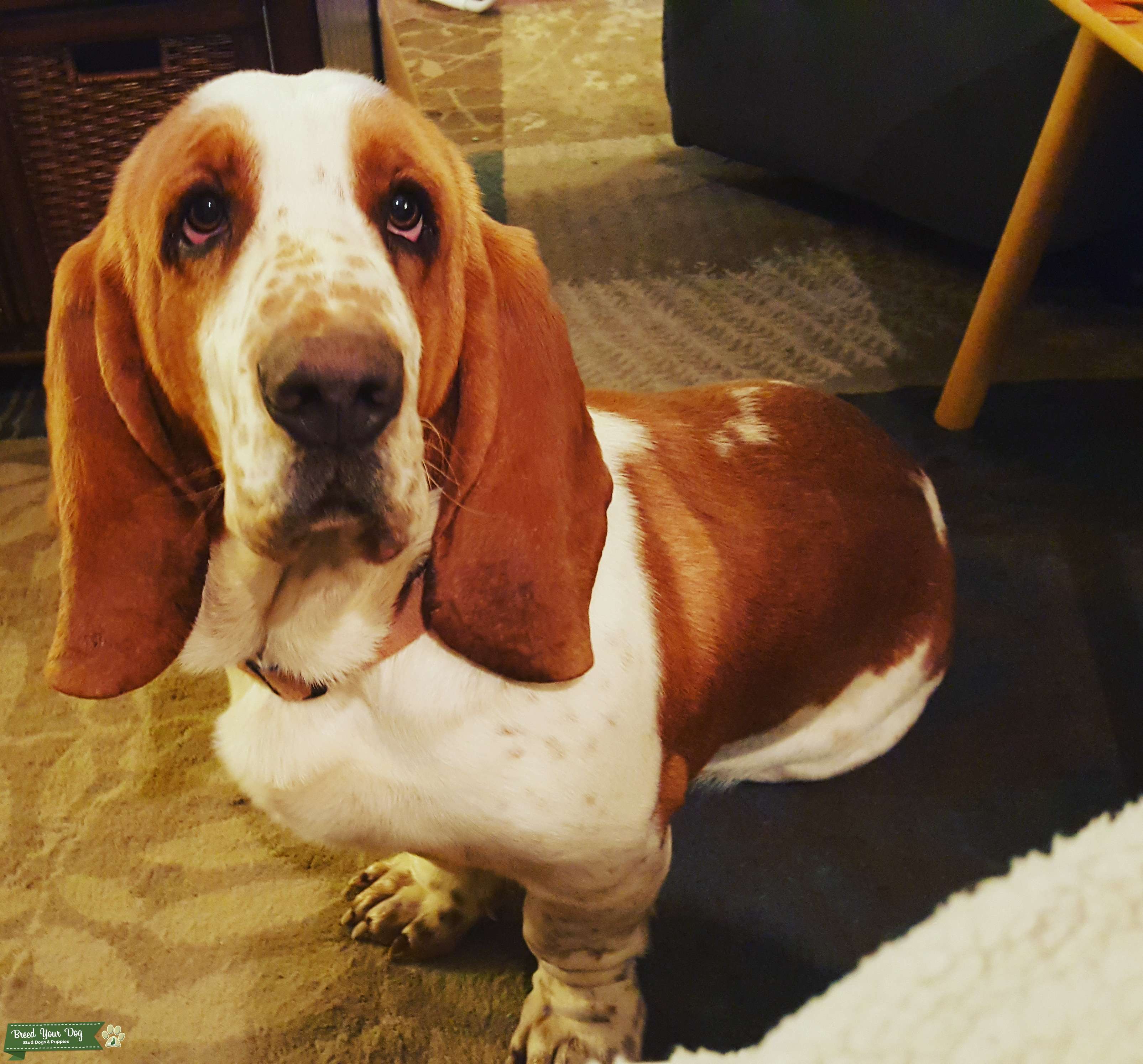Handsome orange and white pedigree basset Stud Dog in Kentucky, the