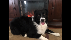Black and white bi colored Australian Shepherd Male to stud Listing Image