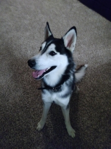 Handsome Bi-Eyed Siberian Husky Listing Image
