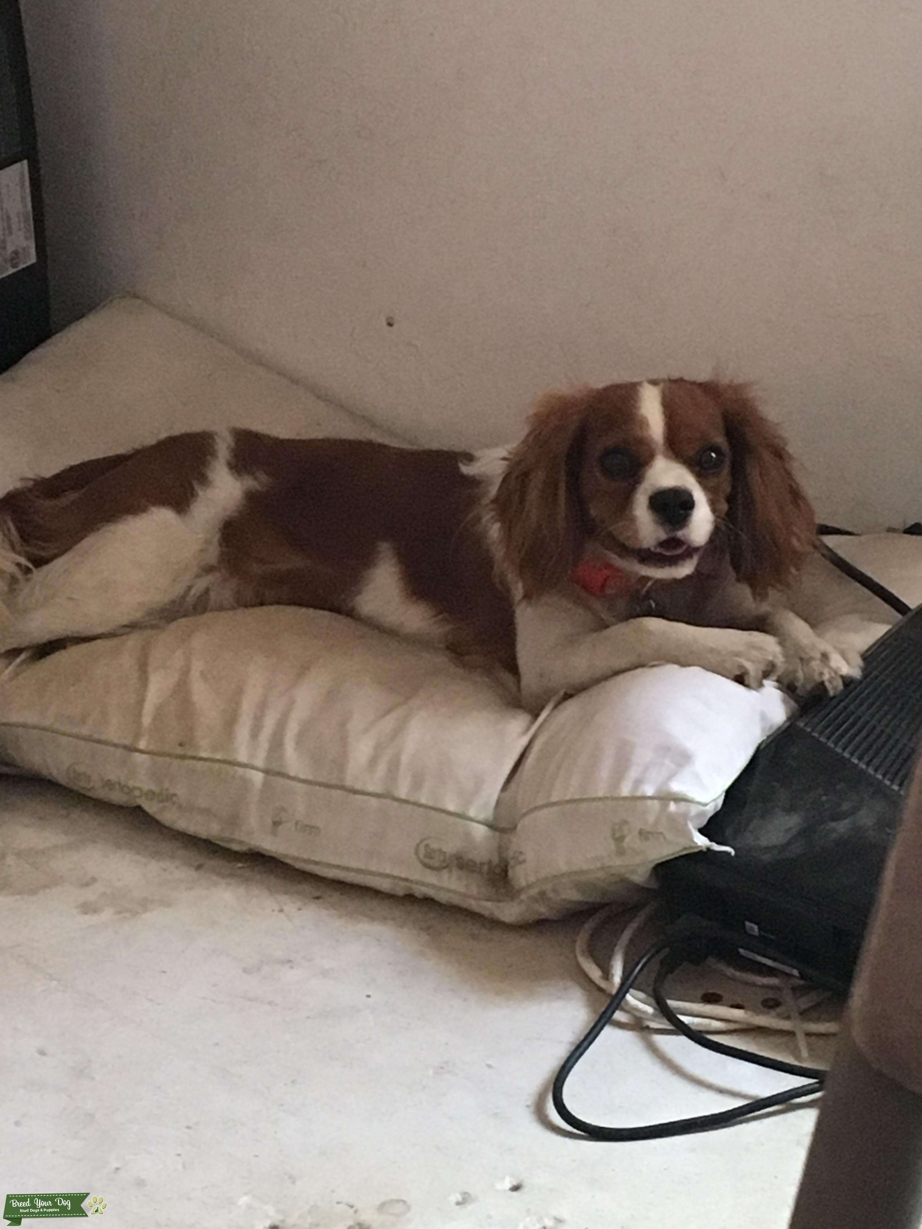 Cavalier King Charles Spaniel in need of stud Stud Dog in Long Island