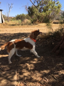 Cavalier King Charles Spaniel in need of stud Listing Image