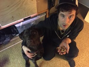 Chocolate lab  Listing Image