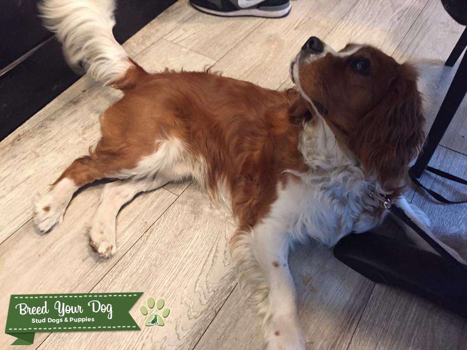 and healthy Cavalier King Charles Stud Dog in london, the