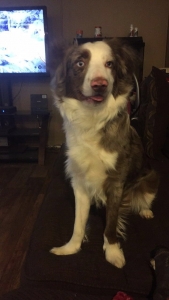 Miniature Australian Shephard stud $450 Listing Image